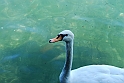Lago di Como_218